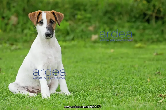 : Dog - Smooth / Smooth-haired Fox Terrier : Dog - Smooth / Smooth-haired Fox Terrier