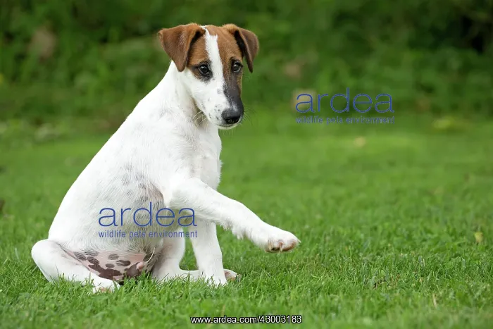 : Dog - Smooth / Smooth-haired Fox Terrier : Dog - Smooth / Smooth-haired Fox Terrier