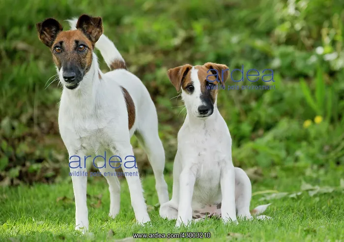 : Dog - Smooth / Smooth-haired Fox Terrier : Dog - Smooth / Smooth-haired Fox Terrier