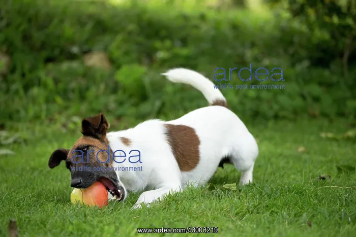 : Dog - Smooth / Smooth-haired Fox Terrier : Dog - Smooth / Smooth-haired Fox Terrier