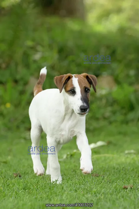 : Dog - Smooth / Smooth-haired Fox Terrier : Dog - Smooth / Smooth-haired Fox Terrier