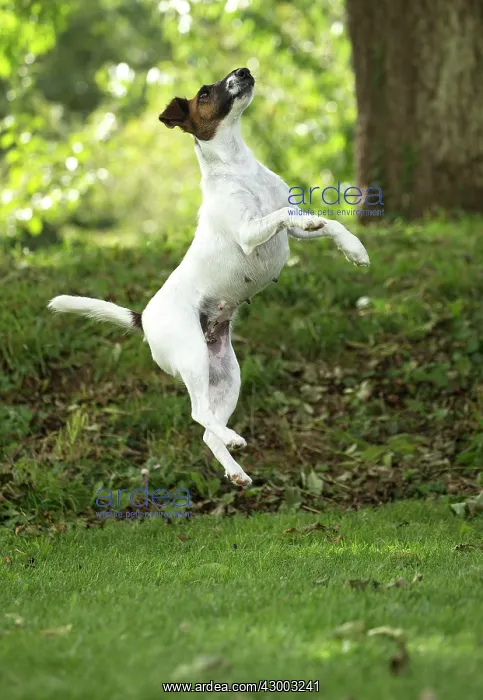 : Dog - Smooth / Smooth-haired Fox Terrier : Dog - Smooth / Smooth-haired Fox Terrier