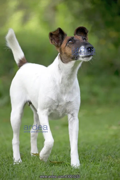  : Dog - Smooth  /  Smooth-haired Fox Terrier