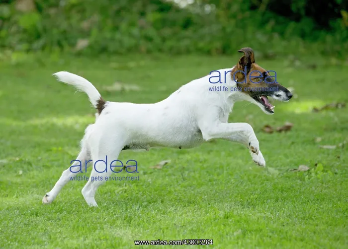  : Dog - Smooth  /  Smooth-haired Fox Terrier