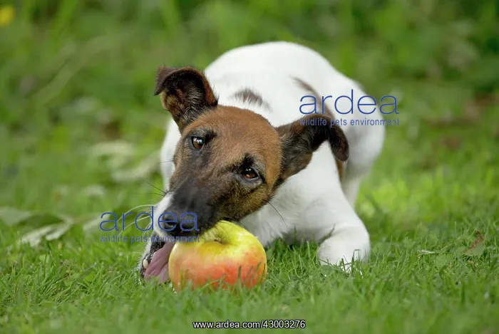 : Dog - Smooth / Smooth-haired Fox Terrier : Dog - Smooth / Smooth-haired Fox Terrier