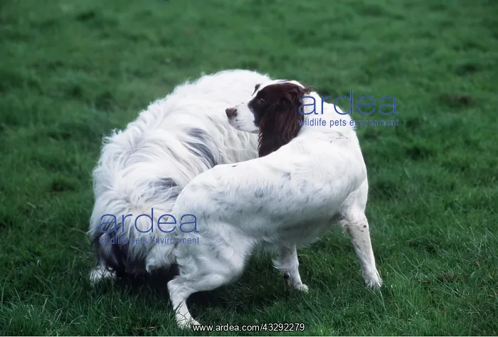 : DOG SNIFFING BITCH : DOG SNIFFING BITCH