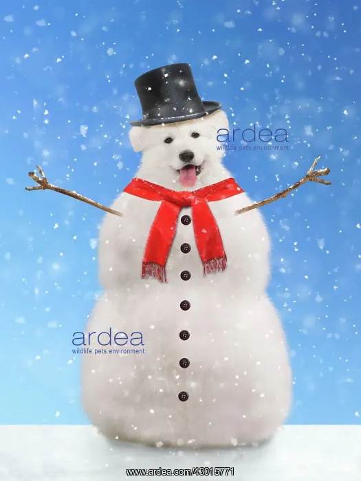 : Dog snowman. Digital Manipulation : Dog snowman. Digital Manipulation