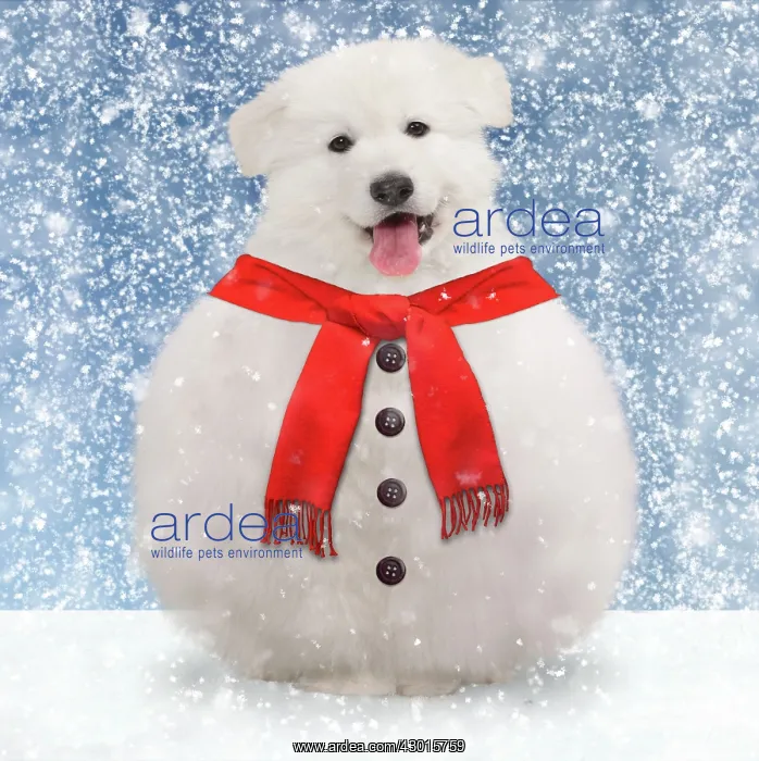 : Dog snowman with scarf and buttons. Digital Manipulation : Dog snowman with scarf and buttons. Digital Manipulation