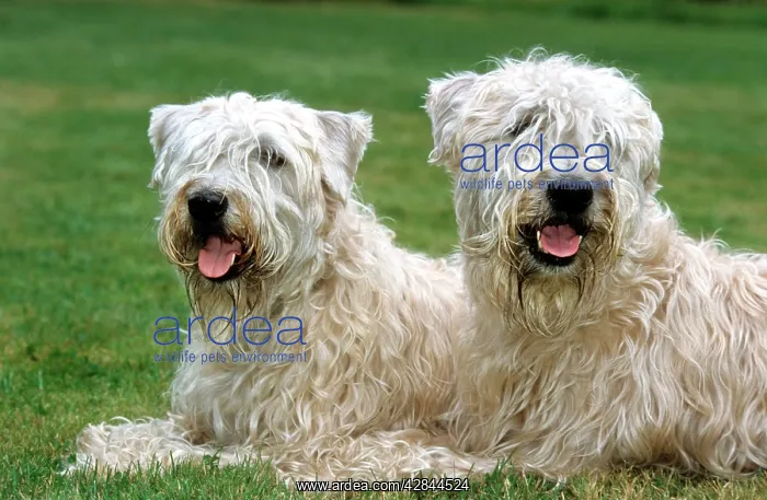 : Dog - Soft Coated Wheaten Terrier - Pair lying : Dog - Soft Coated Wheaten Terrier - Pair lying