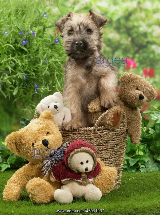  : Dog Soft-coated wheaten terrier puppy. in basket with teddy bears