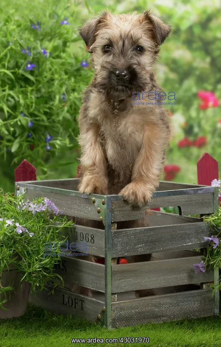  : Dog Soft-coated wheaten terrier puppy