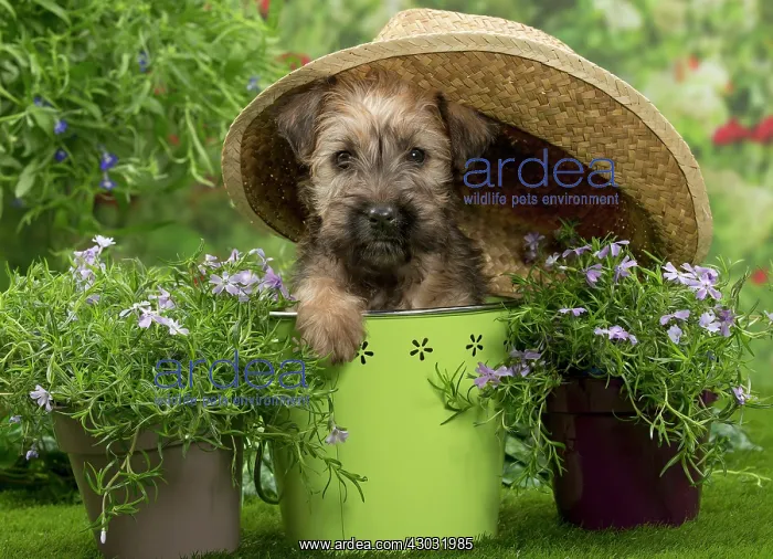 : Dog Soft-coated wheaten terrier puppy. in plant pot with straw hat : Dog Soft-coated wheaten terrier puppy. in plant pot with straw hat