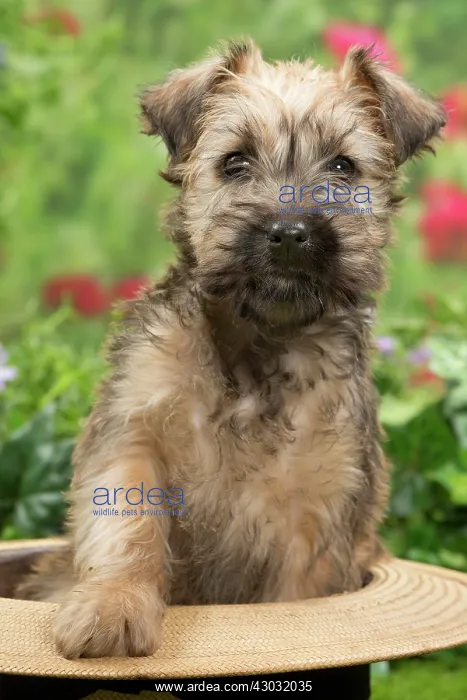 : Dog Soft-coated wheaten terrier puppy. sitting in straw hat : Dog Soft-coated wheaten terrier puppy. sitting in straw hat