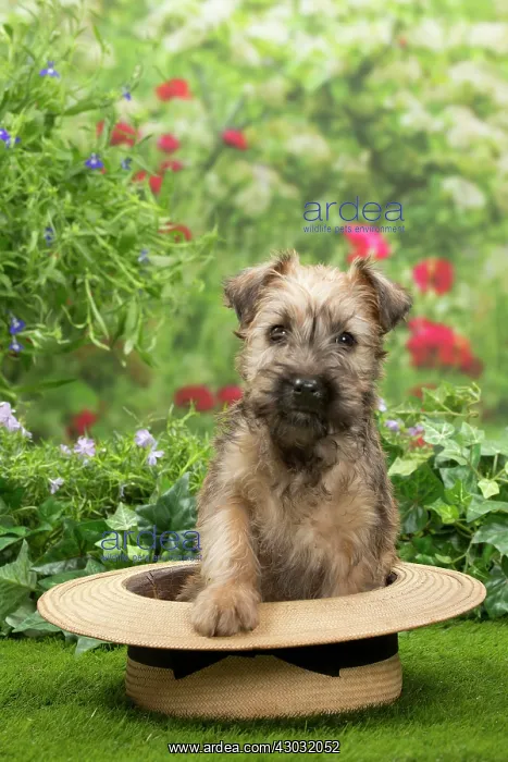 : Dog Soft-coated wheaten terrier puppy. sitting in straw hat : Dog Soft-coated wheaten terrier puppy. sitting in straw hat