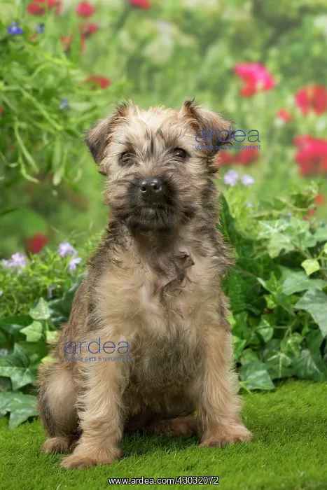  : Dog Soft-coated wheaten terrier puppy