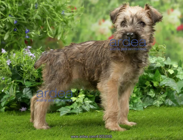  : Dog Soft-coated wheaten terrier puppy