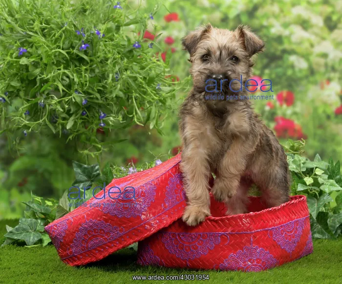 : Dog Soft-coated wheaten terrier puppy. in basket : Dog Soft-coated wheaten terrier puppy. in basket