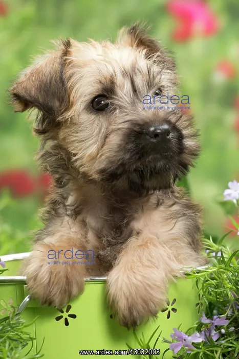 : Dog Soft-coated wheaten terrier puppy. in plant pot : Dog Soft-coated wheaten terrier puppy. in plant pot