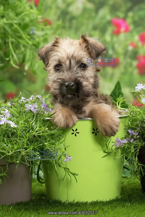 : Dog Soft-coated wheaten terrier puppy. in plant pot : Dog Soft-coated wheaten terrier puppy. in plant pot