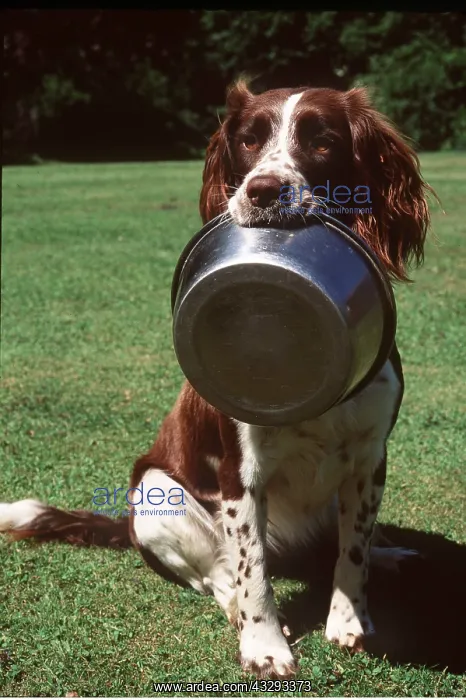 : Dog - Spaniel with bowl held in mouth : Dog - Spaniel with bowl held in mouth