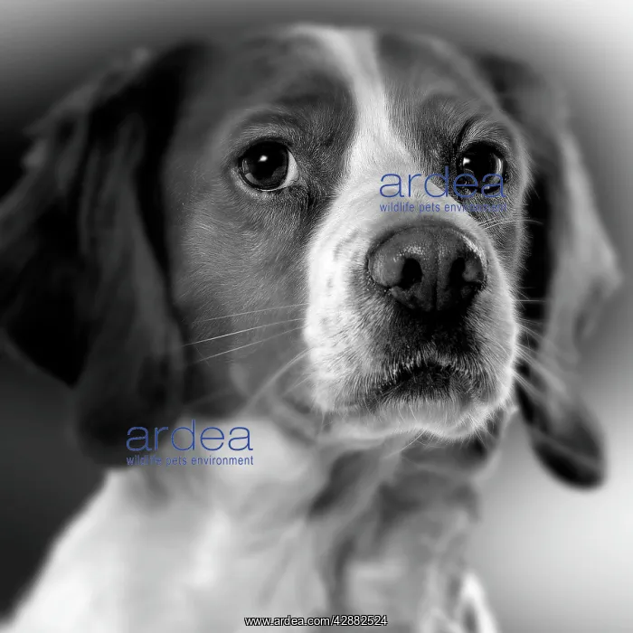 : Dog - Spaniel - close-up of face. Black and White : Dog - Spaniel - close-up of face. Black and White