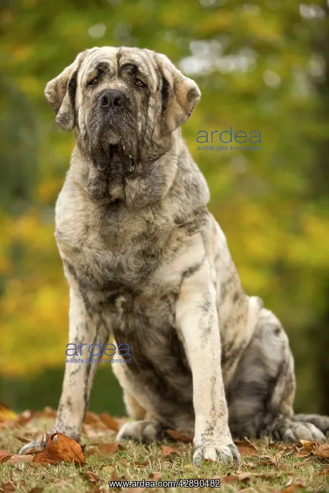 : Dog - Spanish Mastiff. Also known as Mastin Espanol : Dog - Spanish Mastiff. Also known as Mastin Espanol
