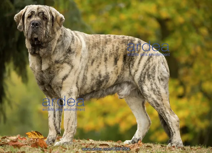 : Dog - Spanish Mastiff. Also known as Mastin Espanol : Dog - Spanish Mastiff. Also known as Mastin Espanol