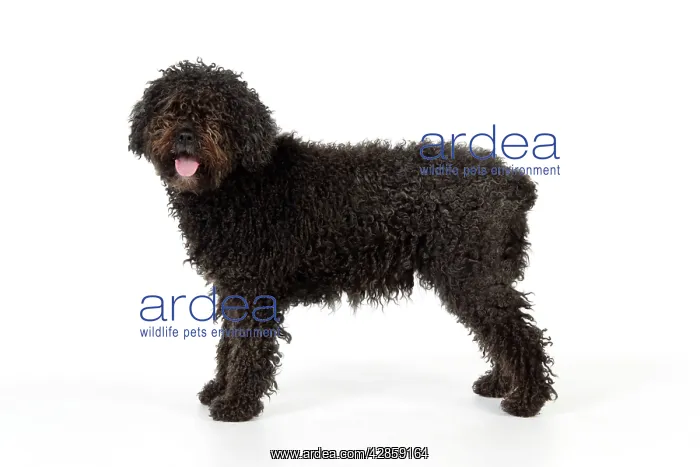  : DOG. Spanish Water Dog
