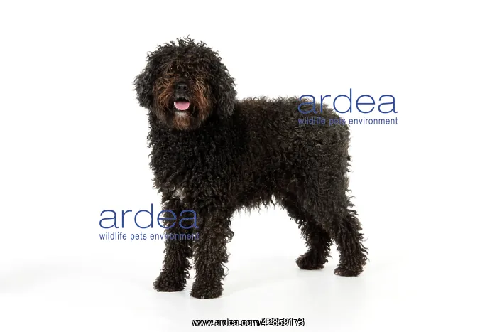 : DOG. Spanish Water Dog : DOG. Spanish Water Dog