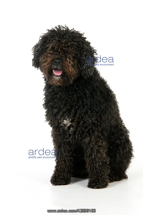 : DOG. Spanish Water Dog : DOG. Spanish Water Dog