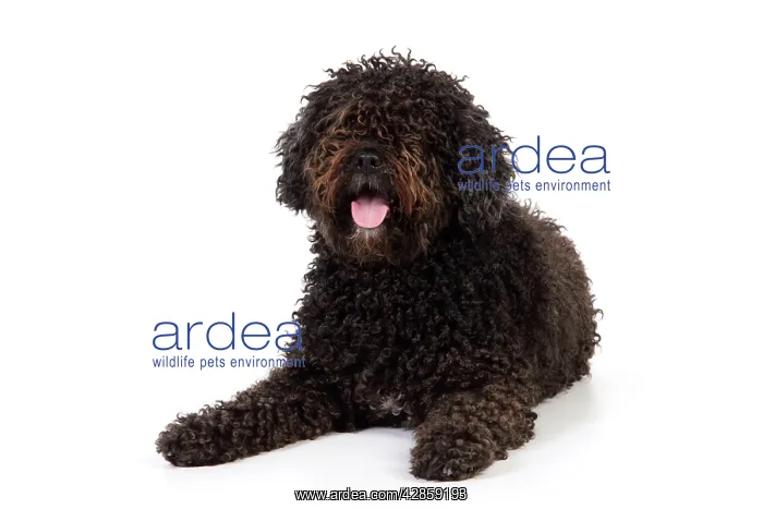  : DOG. Spanish Water Dog