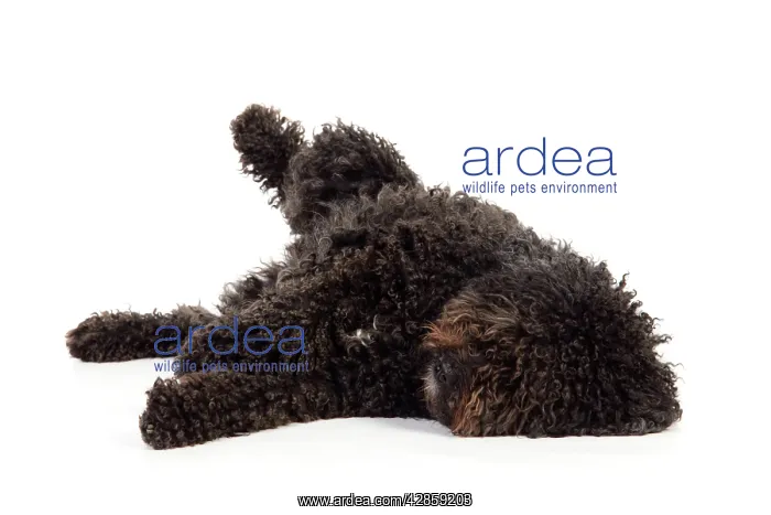 : DOG. Spanish Water Dog : DOG. Spanish Water Dog