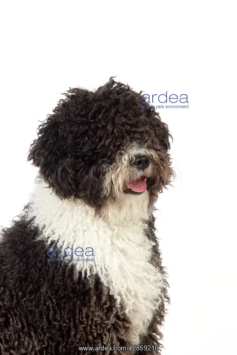 : DOG. Spanish Water Dog : DOG. Spanish Water Dog