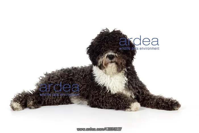 : DOG. Spanish Water Dog : DOG. Spanish Water Dog