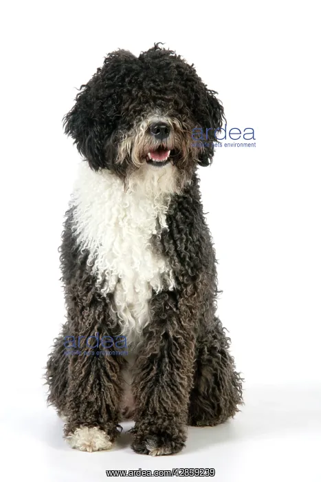 : DOG. Spanish Water Dog : DOG. Spanish Water Dog