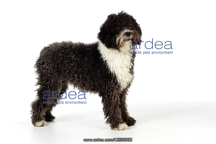 : DOG. Spanish Water Dog : DOG. Spanish Water Dog
