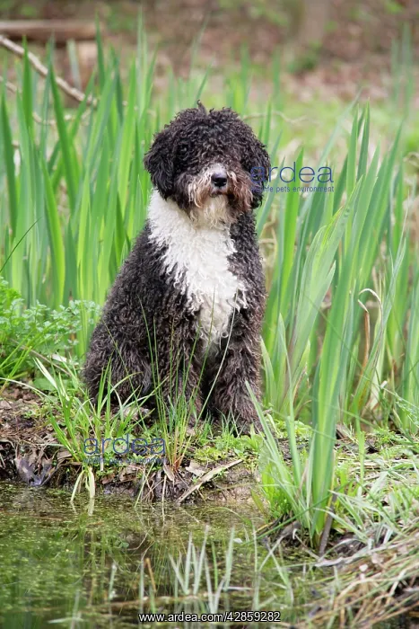  : DOG. Spanish Water Dog