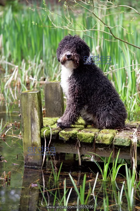  : DOG. Spanish Water Dog