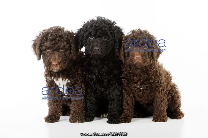  : DOG. Spanish water dog puppies sitting together