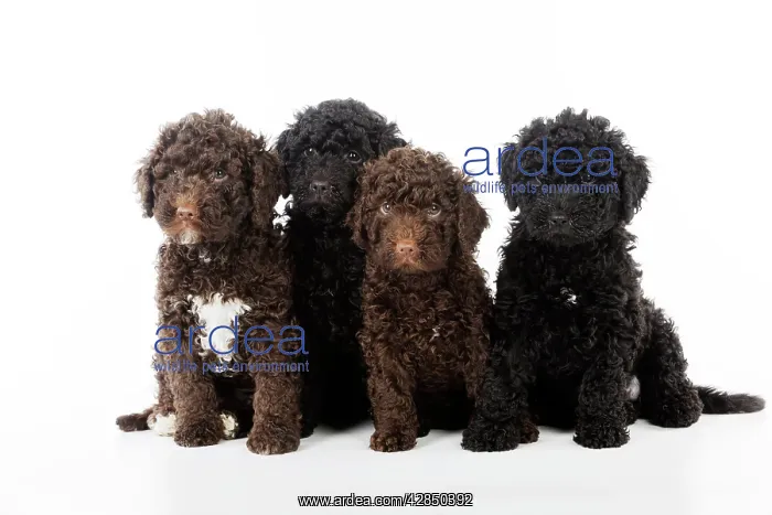  : DOG. Spanish water dog puppies sitting together