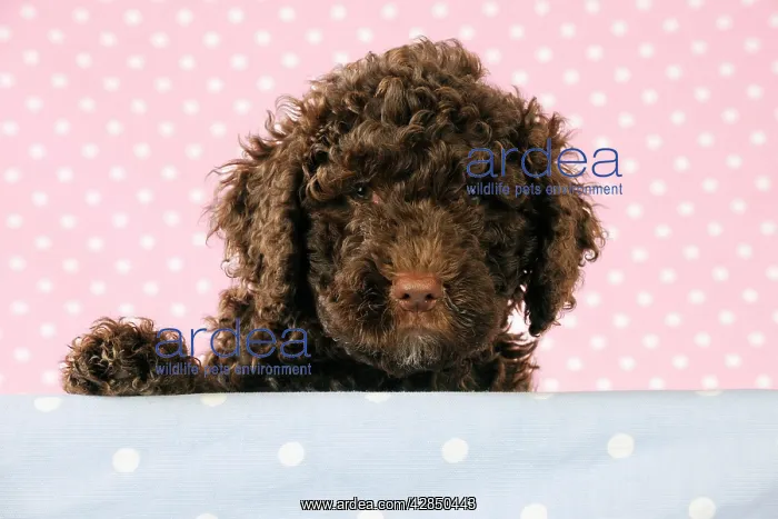  : DOG. Spanish water dog puppy looking over shelf