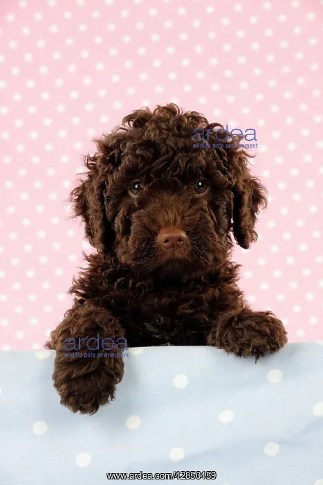  : DOG. Spanish water dog puppy looking over shelf