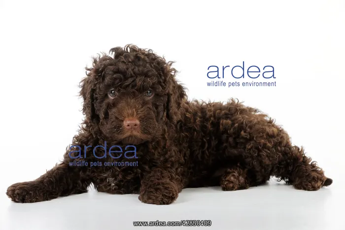 : DOG. Spanish water dog puppy lying down : DOG. Spanish water dog puppy lying down