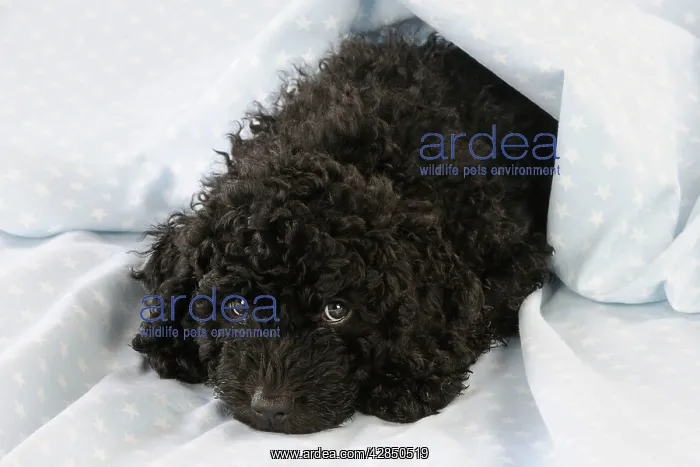 : DOG - Spanish water dog puppy lying down covered with cloth : DOG - Spanish water dog puppy lying down covered with cloth