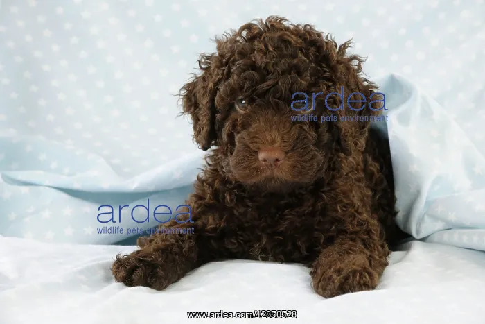 : DOG - Spanish water dog puppy lying down covered with cloth : DOG - Spanish water dog puppy lying down covered with cloth