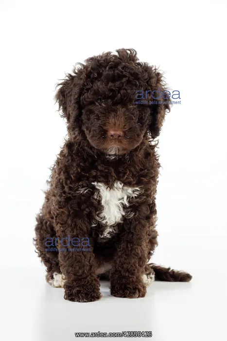 : DOG. Spanish water dog puppy sitting down : DOG. Spanish water dog puppy sitting down