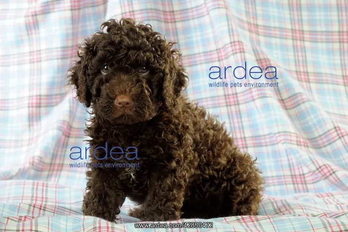  : DOG. Spanish water dog puppy sitting on cloth