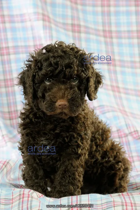  : DOG. Spanish water dog puppy sitting on cloth