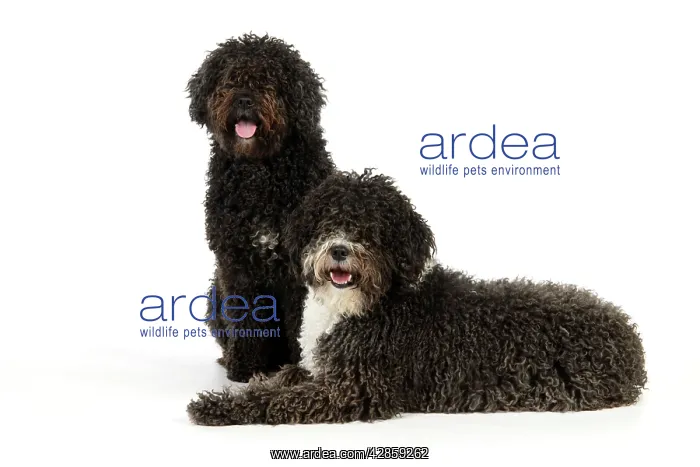 : DOG. Spanish Water Dogs : DOG. Spanish Water Dogs