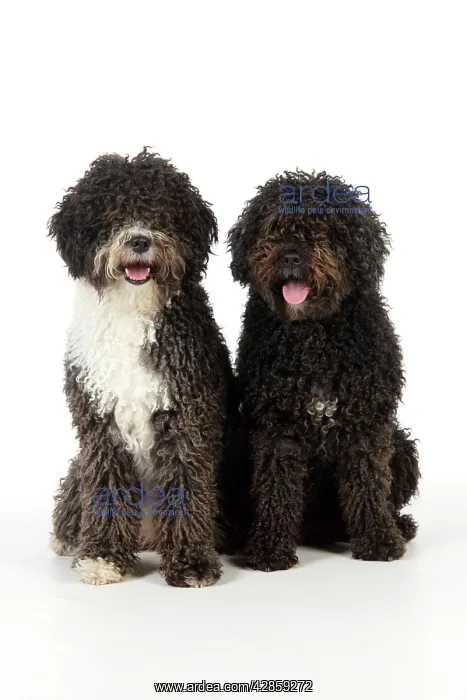 : DOG. Spanish Water Dogs : DOG. Spanish Water Dogs